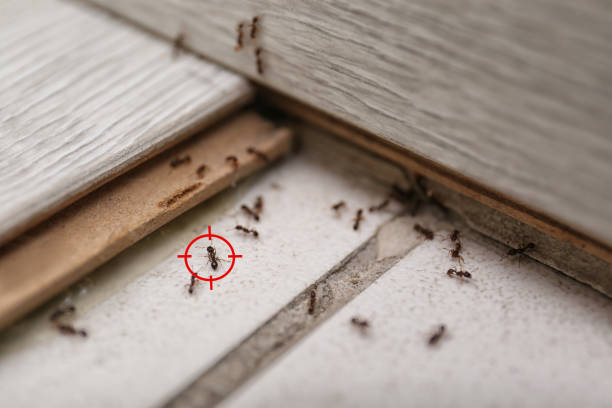 Best Affordable Pest Control Services  in Frostburg, MD
