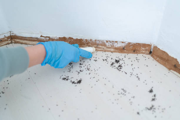 Best Cockroach Control Services  in Frostburg, MD