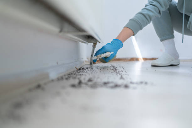 Best Local Pest Control Services  in Frostburg, MD
